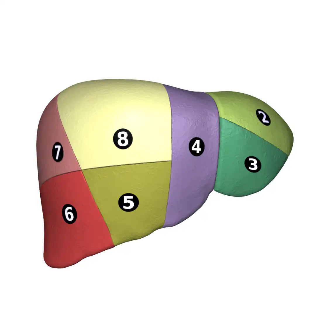 Liver 04 Couinaud classification anterior view