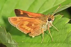 Polites mystic (long dash skipper) Adult, ventral view of wings.