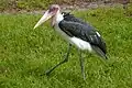 Marabou Stork