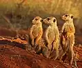 Meerkats (Lake cat)