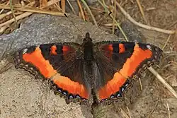 Aglais milberti (Milbert's tortoiseshell) Adult, dorsal view.