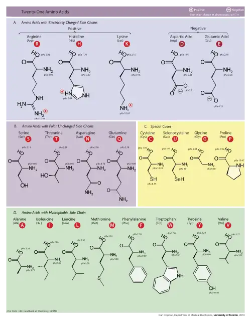 Table of Amino Acids.