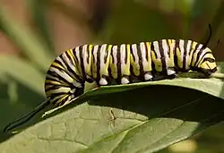Caterpillar