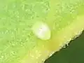Egg of Monarch butterfly Danaus plexippus