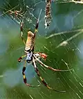 Golden Silk Orb-Weaver Spider ( Nephila clavipes )