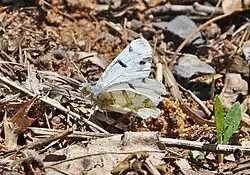 Euchloe olympia (Olympia marble) Adult, ventral view of wings.