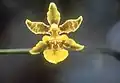 Florida orchid