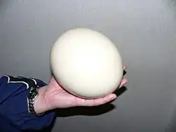 An ostrich egg