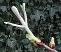 Aesculus hippocastanum bud opening in spring