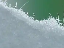 Fibres sticking out of the side of a paper sheet