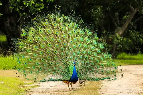 A peafowl