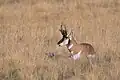 Peninsular Pronghorn