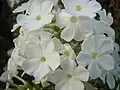 Phlox
