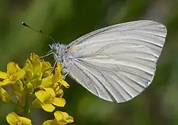 Pieris virginiensis (West Virginia white) Adult, ventral view of wings.