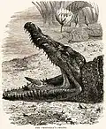 Crocodile with Plover