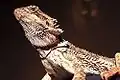 Pogona vitticeps