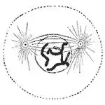 Prometaphase: The nuclear membrane has degraded, and microtubules have invaded the nuclear space. These microtubules can attach to kinetochores or they can interact with opposing microtubules.
