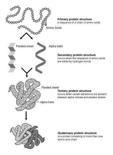 Protein structural levels of interest in proteomics