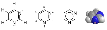 Pyrimidine. Two of the bases found in DNA, cytosine (C) and thymine (T), and a base found only in RNA, uracil (U), are derivatives of pyrimidine.