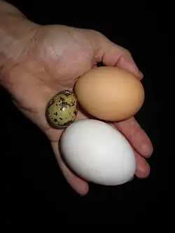 Smallest to largest: quail, jumbo chicken, and duck eggs
