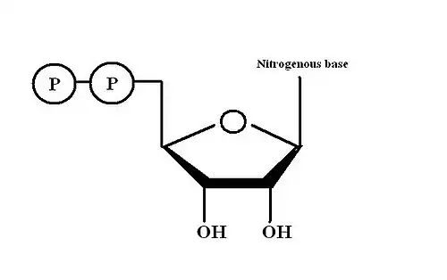 Two alcohol groups on RNA make it susceptible to hydrolysis.