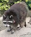 Raccoon