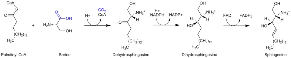 Sphingosine is synthesized from palmitoyl CoA and serine in a condensation required to yield dehydrosphingosine