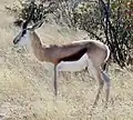 Springbok