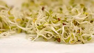 Alfalfa sprouts