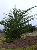 Juniperus bermudiana