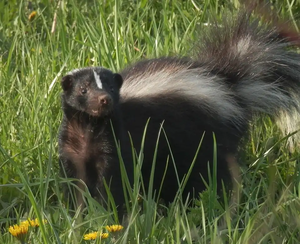 Removal of Skunk Odor Dealing with skunks and their odor.