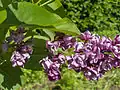 Syringa vulgaris 'Charles Joly'