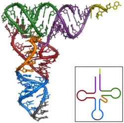 Tertiary structure of tRNA. CCA tail in yellow, Acceptor stem in purple, Variable loop in orange, D arm in red, Anticodon arm in blue with Anticodon in black, T arm in green.