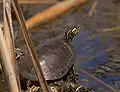 Painted Turtle