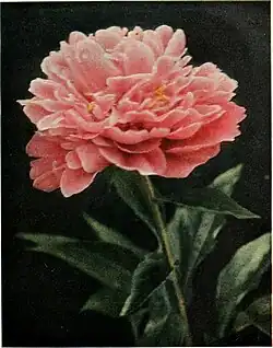 The book of the peony (1917) (20211148480)