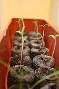 Tomato Sprouts