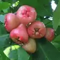 Wax apples