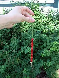 The traditional North European way of gathering strawberries