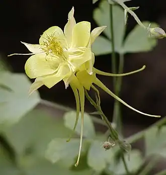 Columbine