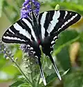 Zebra Swallowtail