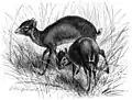 Duiker