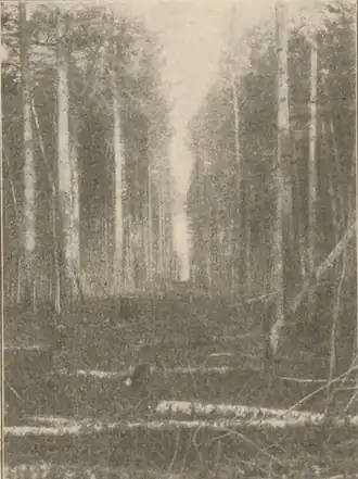 Просека в Тарском урмане Тобольской губернии