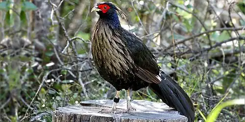 Колонизация