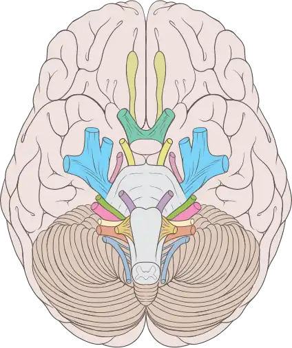 Слуховой нерв