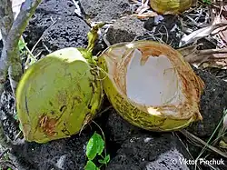 Дары островной природы