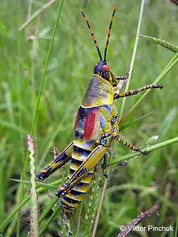Радужный кузнечик (Намибия) Фото сделано в Третьей афровылазке