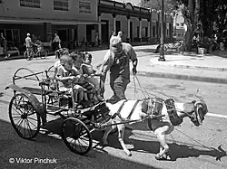 Козья повозка (Баямо, Куба, 2015) Фото сделано в Латиноамериканской экспедиции