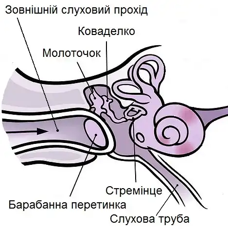 Middle ear.jpg