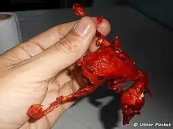 Новорождённый цыплёнок во фритюре (Филиппины, 2019) Фото сделано в экспедиции к островам Океании