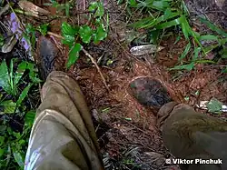 Дорога к озеру